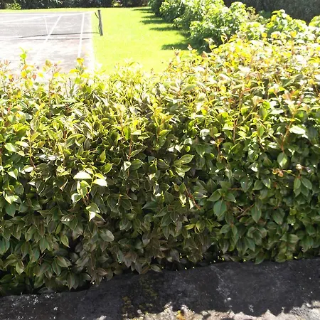 Quinta Da * Abegoaria