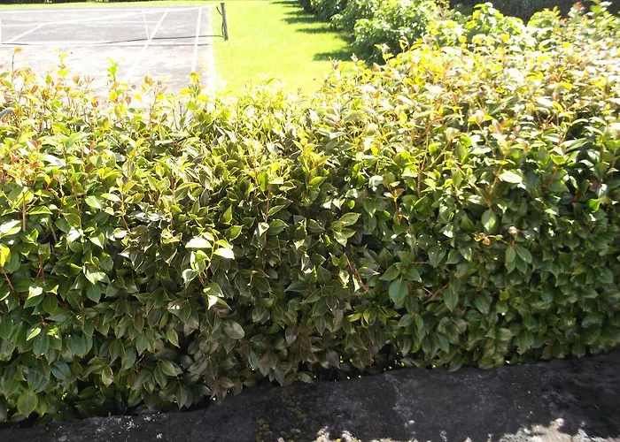 Quinta Da * Abegoaria